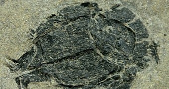 Photo shows the fossilized remains of a Microbrachius