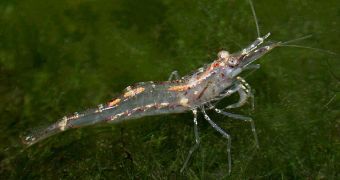 Freshwater shrimps have their feeding behavior altered by neonicotinoid insecticides, specialists say