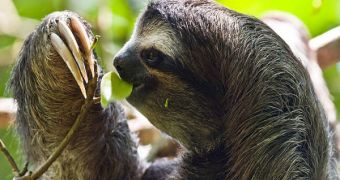 Ancient sloths were larger than their modern offspring, and lived mostly on the ground, not in the trees