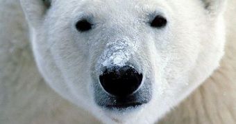 The first harmful effects of pollution can be seen on polar bears in East Greenland and Svalbard