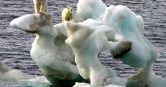 Polar bears on a melting chunk of ice