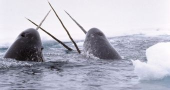 Arctic Whales Measure the Ocean's Temperature