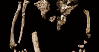The Ardi specimen is one of the most complete hominid fossils ever discovered