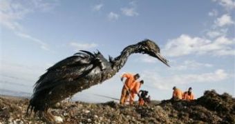 Oil smeared loon from the recent oil spill at Azov Sea