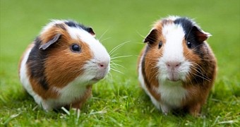 Guinea pigs could become an important part of Microsoft's new update system