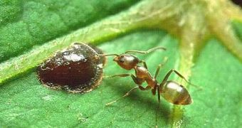 Argentine ants easily outnumber the human population in the world, and live in a single colony spanning the globe