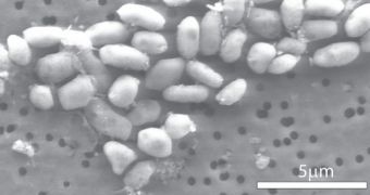 This is GFAJ-1, a bacteria suspected to have replaced phosphorus in its genetic material with arsenic