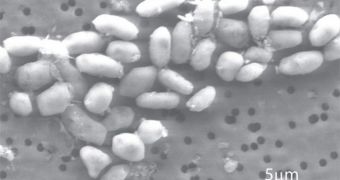 This is a scanning electron micrograph image of the newly-found, arsenic-based microbe
