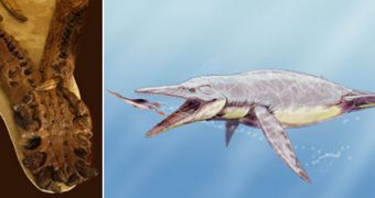 An image of the fossil the team studied (left) and a reconstruction of the pliosaur