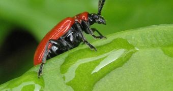 Leaf beetles use surface tension to get hold of the leaves they are navigating on