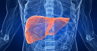 Artificial liver could help treat alcoholic hepatitis, other similar conditions