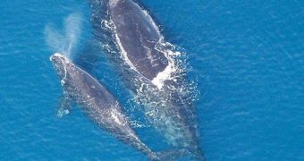 Whales' songs may be interrupted by low-frequency signals as much as 120 miles (193 kilometers away)