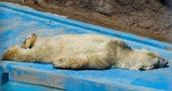 Polar bear living in captivity in Argentina argued to be the world's saddest animal