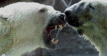 Polar bears fighting