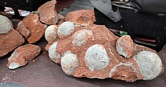 Fossilized dinosaur eggs found in China
