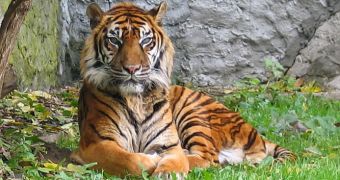 Some 3,200-3,300 tigers live in Asia today