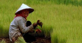 Rice offers one fifth of calories consumed worldwide