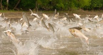 Asian Carps Might Negatively Impact on US's Great Lakes Ecosystems