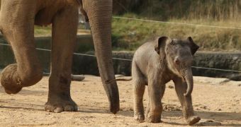 Baby elephant born at Twycross Zoo in the UK this past March 4