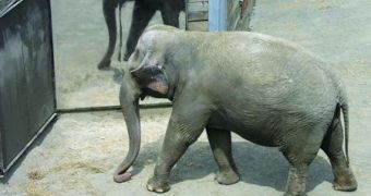 Asian Elephants Recognize Their Own Face