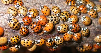 Asian ladybugs carry a parasite that threatens the survival of native species
