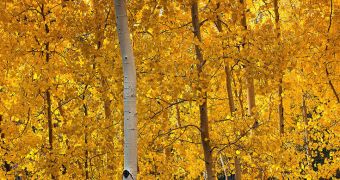 Aspen Tree Clones Are Not Immortal
