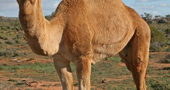 Experts in water rationing could learn a thing or two from the way the dromedary holds its water reserves