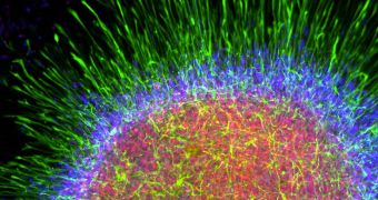 Astrocytes can now be grown in the lab