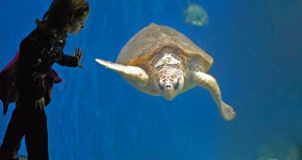 Atlantic Sea Turtle Population Decline Due to Egg Infection