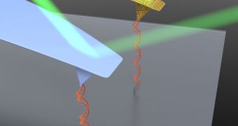 The blue, gold-free AFM cantilever is more precise in measuring picoscale forces than the gold-plated one