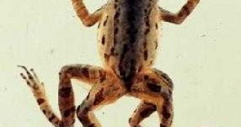 Multiple legs in a frog provoked by pesticide contamination