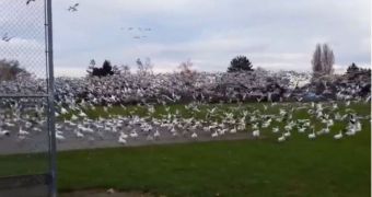 Flock of hundreds of wild geese stir panic on the bystanders