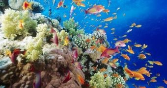 Australia creates new marine reserves
