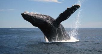 Australia wants Japan to stop hunting whales