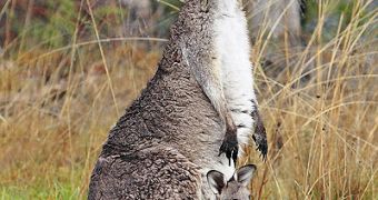 Female kangaroos have a pouch on their belly, called a marsupium, in which their cubs finish their postnatal development stages