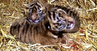 Australia Zoo welcomes two Sumatran tiger cubs