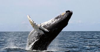 Japanese ships have a quota of over 900 whales to catch, over the course of the yearly season