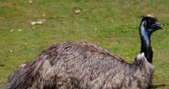 Australia's Pacific Highway Soon to Be Emu-Friendly