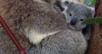 Zoo in Australia is now home to an 8-month-old koala joey