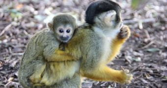 Zoo in Australia is now home to two adorable baby squirrel monkeys