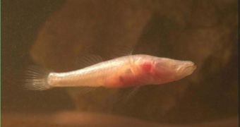 A new species of blind fish, named Cape Range Blind Fish (Milyeringa veritas), is one of the 850 new species underground in the Australian Outback