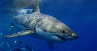 Australian High Officials Plan to Kill Sharks to Protect Beachgoers