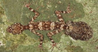 This is the Cape Melville Leaf-tailed Gecko (Saltuarius eximius)