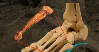 This image shows the position of the fourth metatarsal Australopithecus afarensis