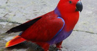 Officials find evidence of bird trafficking in Solomon Islands