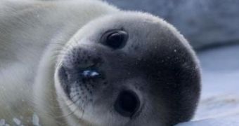 Avian flu infects baby seals, could also affect humans