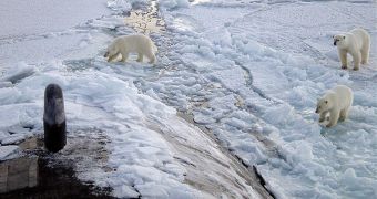 BBC Misleads Audience on Polar Bear Birth