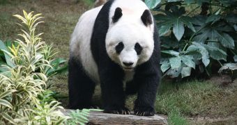 BBC editors have decided that Tian Tian female panda bear is the 2011 "December Woman"