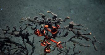 Deep-sea coral, now likely dead despite orange branch tips, with brittle starfish attached