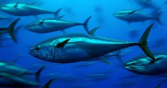 Evidence indicates that the Deepwater Horizon spill gave tuna heart attacks, researchers say